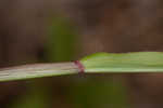 Thin paspalum